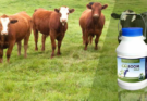 Veterinary Medicine Company in Bihar | Trusted Animal Healthcare Solutions