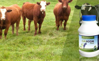 Veterinary Medicine Company in Bihar | Trusted Animal Healthcare Solutions
